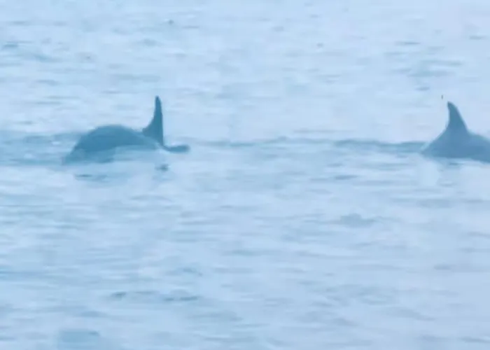 Villa Cala D Oro Vue Piscine Et Crique Privee *